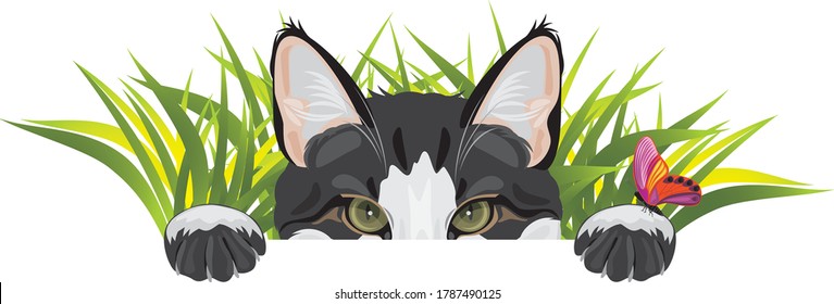 Funny cat looks out of the grass and plays with butterfly. Vector