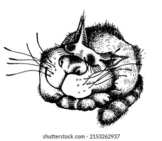 funny cat sleeps, dreams and purrs. Illustration for a children's book, graphic sketch