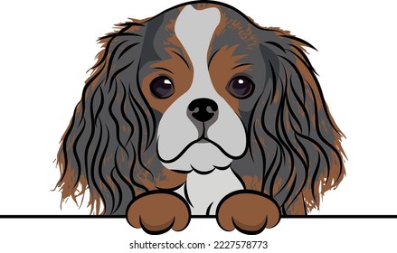 Funny Cavalier King Charles spaniel dog with paws over white wall, pocket vector illustration. Funny dog smiling. Cute dog head on a white background. Hand-drawn mascot.