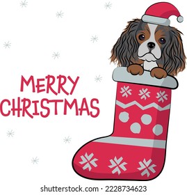 Funny cavalier king charles spaniel dog with paws in Christmas stocking. Funny holiday season greeting card with a cute dog head. New year postcard. Winter gift, pet in socks, cute X-mas dog in a hat.