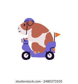 Funny cavy drives motorbike. Cute guinea pig in helmet rides on moped, motorcycle. Amusing fluffy pet has fun. Happy small domestic animal plays. Flat isolated vector illustration on white background