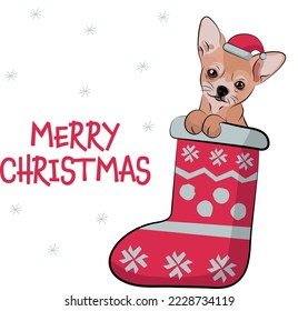 Funny Chihuahua dog with paws in Christmas stocking. Funny holiday greeting card with a cute dog head. New year postcard. Winter gift, pet in socks, cute X-mas design with a favorite pet in a hat.  
