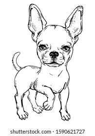 Funny chihuahua sketch. Drawn puppy