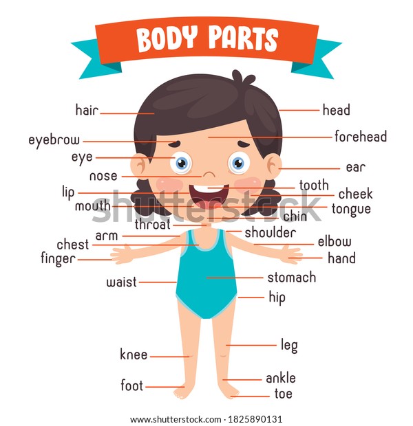 Funny Child Showing Human Body Parts Stock Vector (Royalty Free ...
