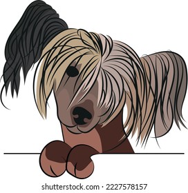 Funny Chinese Crested dog with paws over white wall, pocket vector illustration. Funny dog smiling. Cute toy dog head on a white background. Hand-drawn mascot.