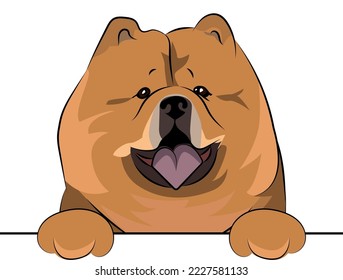 Funny Chow Chow dog with paws over white wall, pocket vector illustration. Funny dog smiling. Cute dog head on a white background. Hand-drawn mascot. Smile bear orange dog.