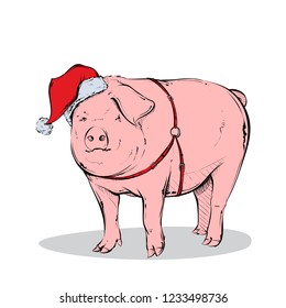 Funny Christmas pig. Vector collection.