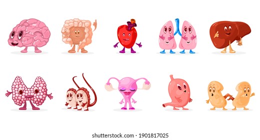 Funny collection of body organs, brain, intestine, heart, lungs, liver, thyroid gland, testicles, uterus and ovary, stomach and kidneys. Vector anatomical system isolated on white background