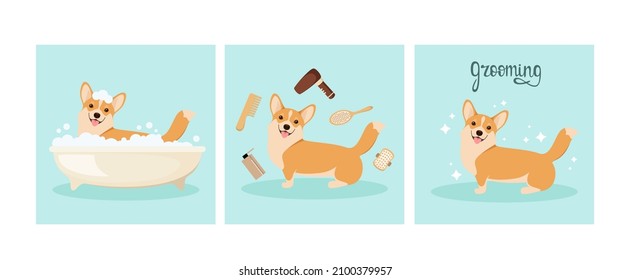 Los honestos corgi lavan en el baño. Establecer ilustración. Crecer. Diseño de caricaturas.
