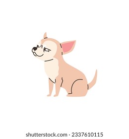 Funny cunning chihuahua dog flat style, vector illustration isolated on white background. Decorative design element, cute domestic animal, little thoroughbred dog