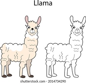 Funny cute animal llama isolated on white background. Linear, contour, black and white and colored version. Illustration can be used for coloring book and pictures for children