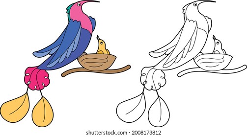 Ave graciosa 
aislado de fondo blanco. Pájaro paraíso. Versión lineal, de contorno, en blanco y negro y en color. La ilustración puede utilizarse para colorear libros e imágenes para niños