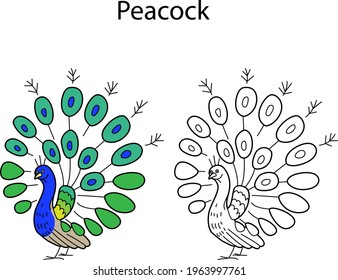 El lindo y gracioso pavo real de pájaro aislado en un fondo blanco. Versión lineal, de contorno, en blanco y negro y en color. La ilustración puede utilizarse para colorear libros e imágenes para niños