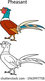 Funny cute bird pheasant  isolated on white background. Linear, contour, black and white and colored version. Illustration can be used for coloring book and pictures for children