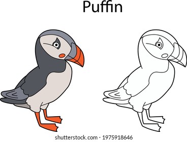 Engraçado puffin de pássaro bonito isolado no fundo branco. Linear, contorno, preto e branco e versão colorida. A ilustração pode ser usada para colorir livros e imagens para crianças