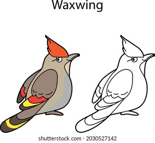 Funny cute bird waxwing isolated on white background. Linear, contour, black and white and colored version. Illustration can be used for coloring book, design logo and pictures for children
