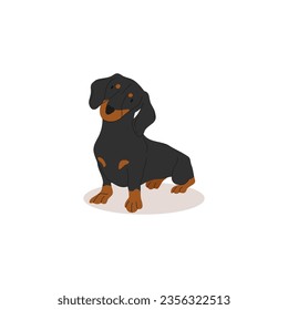 Funny and cute black dachshund. Dogs collection. Vector illustration of cute breeds dogs in trendy flat style. Isolated on a white background