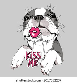 Funny cute Boston Terrier with lips photo booth props. Humor card, t-shirt composition, hand drawn style print. Vector illustration.