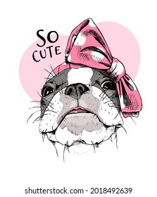 Funny cute Boston Terrier in a pink polka dot bow headband. Humor card, t-shirt composition, hand drawn style print. Vector illustration.