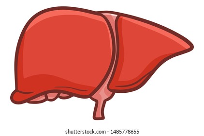 Funny and cute liver in simple cartoon style