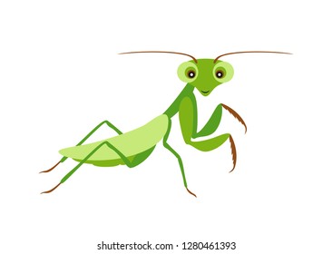 Funny cute mantis isolated on white background. Vector illustration of cartoon character in flat style.