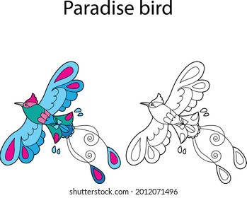 El gracioso pájaro del paraíso aislado en un fondo blanco. Versión lineal, de contorno, en blanco y negro y en color. La ilustración puede utilizarse para colorear libros e imágenes para niños