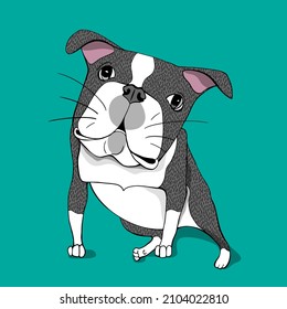 Funny cute pet  The breed dog is Boston Terrier  Colored in black   white  Cartoon draw  Vector illustration 