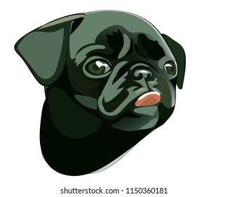 Funny cute pug