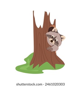 Funny cute raccoon peeking out sitting in hollow of tree trunk isolated on white background