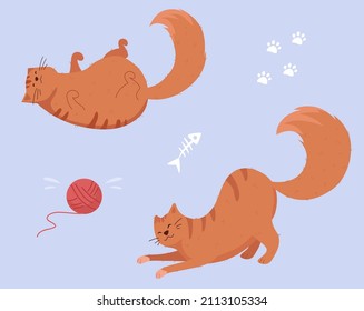 Gracioso gato rojo lindo - gatito - mascota