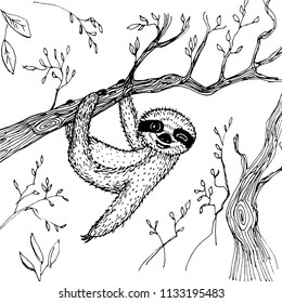 funny and cute smiling Three-toed sloth wink on branch isolated on white background. sketch, drawing by hand. Vector