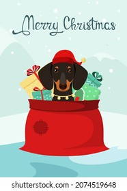 Funny dachshund dog in a bag with Christmas gifts. Cartoon style.
