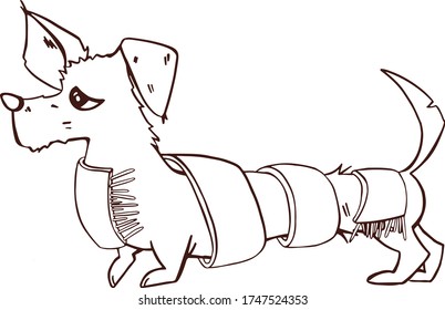  Funny dachshund in a scarf. Hand-drawn