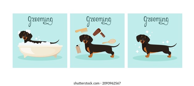 El dachshund es gracioso y se lava en el baño. Un conjunto de ilustraciones. Crecer. Diseño de caricaturas.
