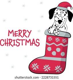 Funny Dalmatian dog with paws in Christmas stockings. Funny holiday greeting card with a cute dog head. New year postcard. Winter gift, pet in socks, cute Xmas design with a favorite pet in a hat. 