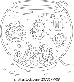 Funny decorative fishes swimming and chatting in their home round aquarium with a tropical shell and seaweeds on the sand bottom, black and white outline vector cartoon illustration