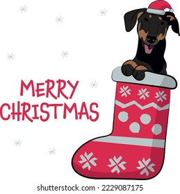 Funny Doberman dog with paws in Christmas stocking. Funny holiday greeting card with a cute dog head. New year postcard. Winter gift, pet in socks, cute X-mas design with a favorite pet in a hat.  