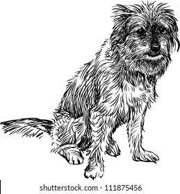 funny dog