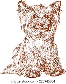 funny dog