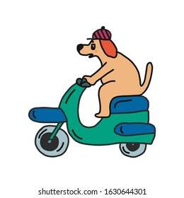 funny dog in a bright cap rides a scooter. vector illustration. isolated on a white background. suitable for children's items and posters.