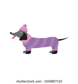 Funny dog dachshund in clothing