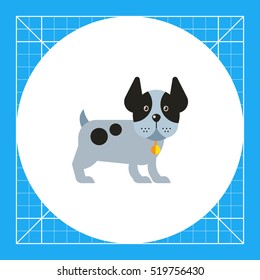 Funny dog with ears up