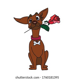 Funny dog holding a rose in his mouth. Vector design, illustration on a white isolated background, sticker.Holiday