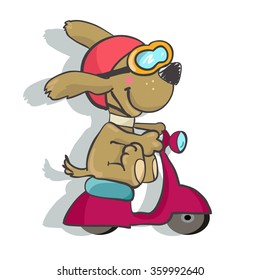 Funny dog riding on a red scooter.