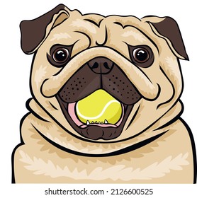 Funny dog ​​pug with a tennis ball in his teeth
