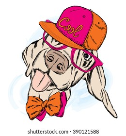 Funny dog wearing a cap and sunglasses. Vector illustration.