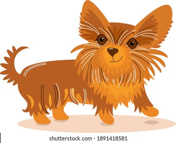 Funny dog Yorkshire terrier breed. Cute Yorkie, little puppy standing. Vector illustration isolated on white background, flat design