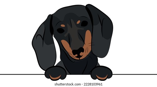 Funny Doxie dog with paws over a white wall, in a pocket vector illustration. Funny dog smiling. Cute dog head on a white background. Hand-drawn mascot. Smiling dog muzzle. Dachshund BFF.