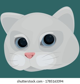 Funny dumbfounded cat with huge eyes