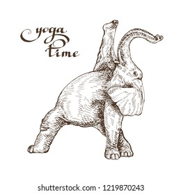 Funny elephant doing exercises yoga gymnastics style engraving sketch vector